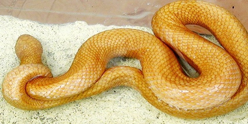Chiêm bao thấy rắn có màu vàng óng rất đẹp